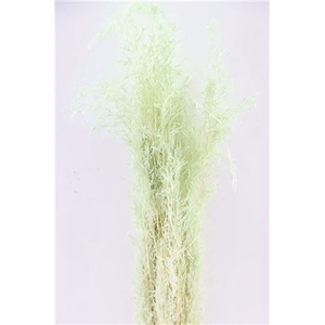 Dried Munni Grass Mint Green Bunch