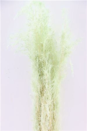 <h4>Dried Munni Grass Mint Green Bunch</h4>