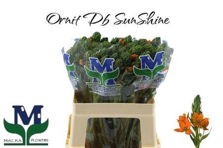 <h4>Ornit Db Sunshine</h4>