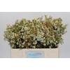 Chamelaucium Dawn Pearl