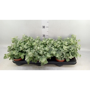 Helichrysum petiolare