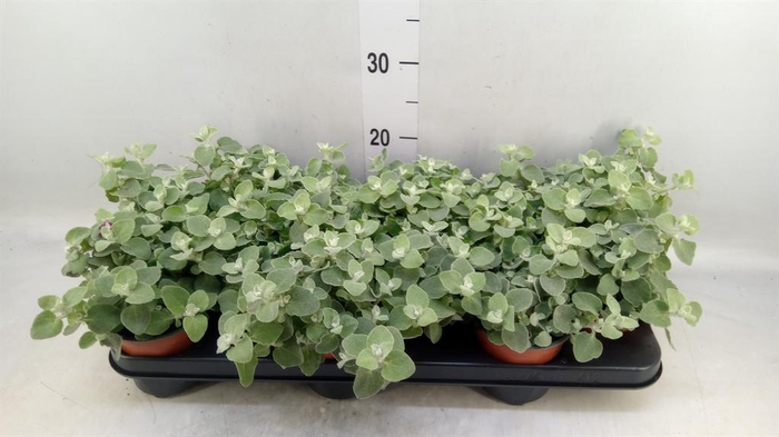 <h4>Helichrysum petiolare</h4>