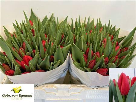 <h4>Tu En Red Stone</h4>