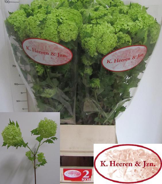 <h4>VIBURNUM ROSEUM ST</h4>