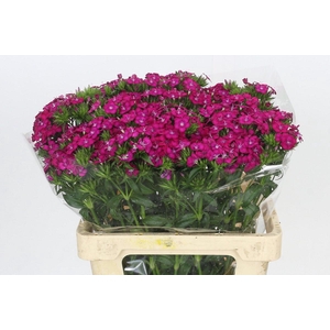 Dianthus Br Amazon Neon Cherry