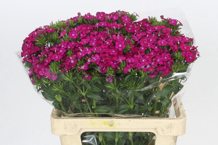 <h4>Dianthus Br Amazon Neon Cherry</h4>