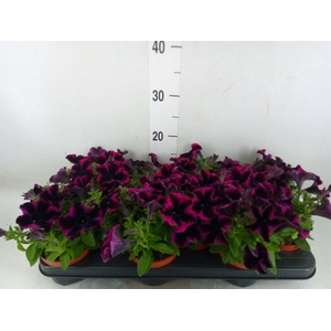 Petunia  'Reflections Purple'