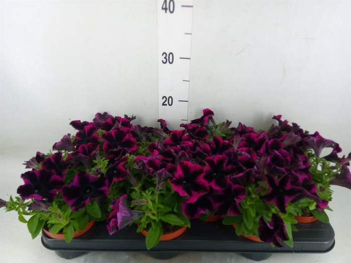 <h4>Petunia 'Reflections Purple'</h4>