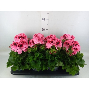 Pelargonium gran.   ..