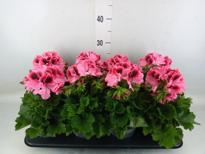 <h4>Pelargonium gran.   ..</h4>