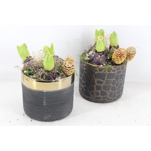 arr4 Hyacint JS - Ker. black gold rand