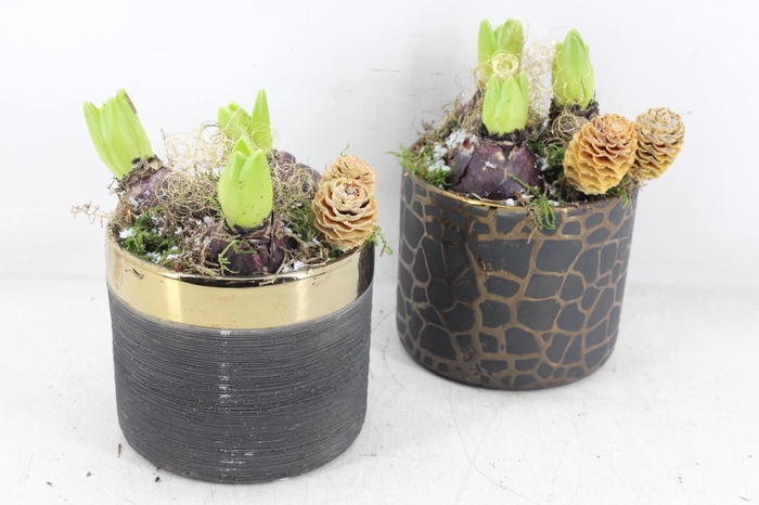 <h4>arr4 Hyacint JS - Ker. black gold rand</h4>