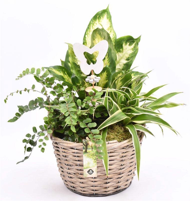 <h4>Wilg mand grijs met oor 23cm</h4>