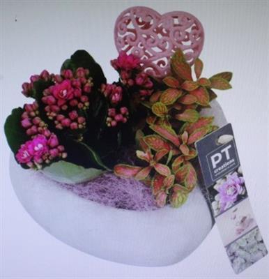 <h4>2280 Roze Hart X6</h4>