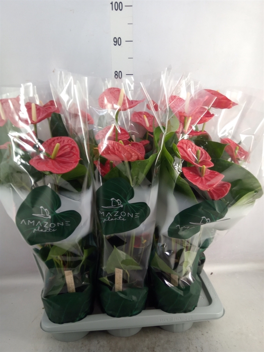 <h4>Anthurium andr. 'Madural'</h4>