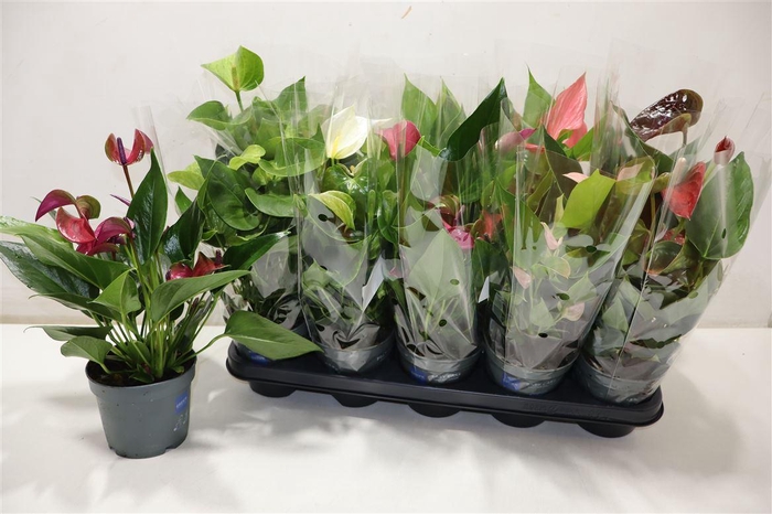 <h4>Anthu An Gem</h4>