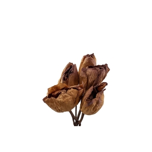 Pres Lotus Bloemen