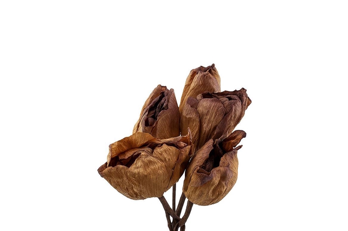 <h4>Pres Lotus Bloemen</h4>