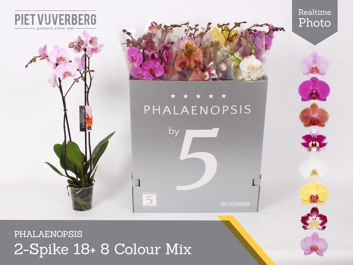 <h4>PHAL GEM 8 KL</h4>