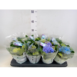 Hydrangea mac. 'Magical Revolution'