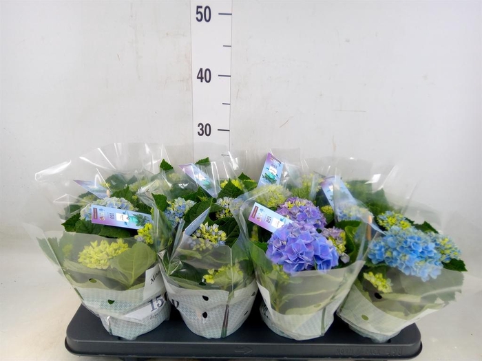 <h4>Hydrangea mac. 'Magical Revolution'</h4>