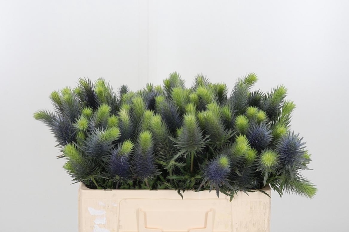 <h4>Eryngium Centauri</h4>