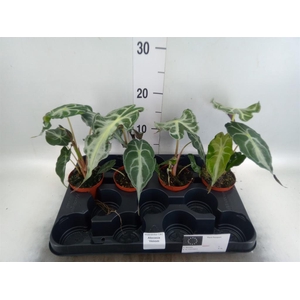 Alocasia   ...