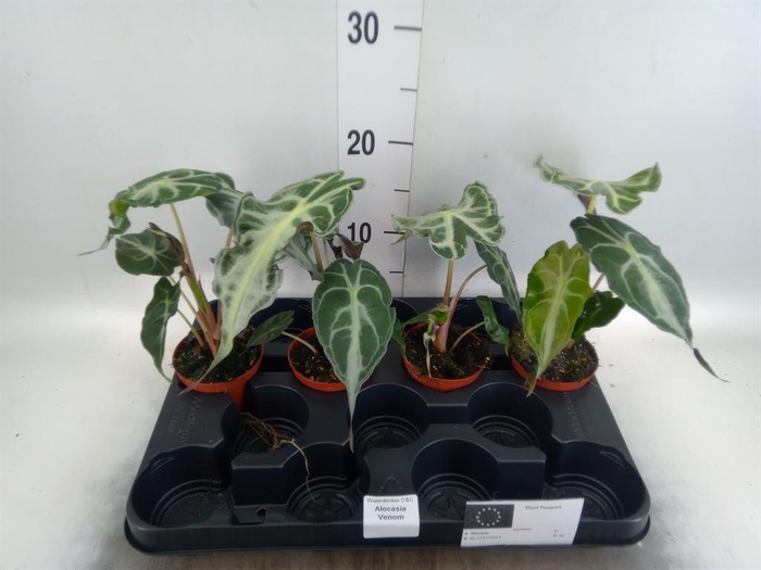 <h4>Alocasia   ...</h4>