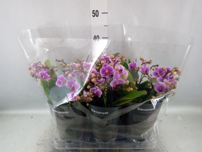 <h4>Phalaenopsis multi.   ...rose</h4>