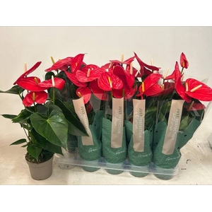 Anthurium Andreanum Minnesota 12Ø 50cm 4fl