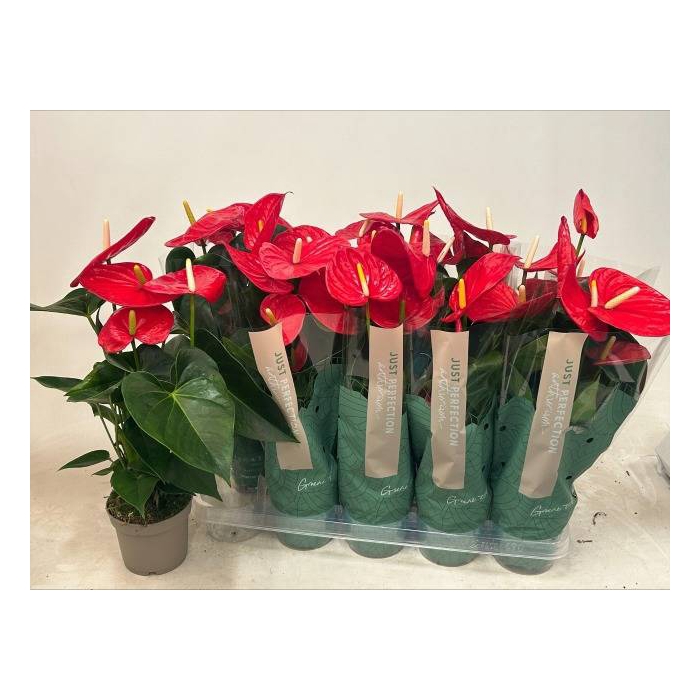 <h4>Anthurium Andreanum Minnesota 12Ø 50cm 4fl</h4>