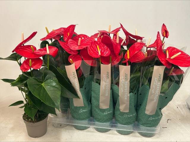 Anthurium Andreanum Minnesota 12Ø 50cm 4fl