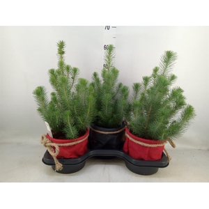 Pinus pinea 'Silver Crest'