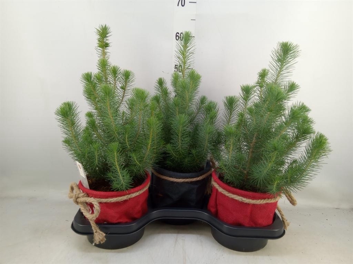 <h4>Pinus pinea 'Silver Crest'</h4>