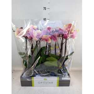 Phalaenopsis   ...rose