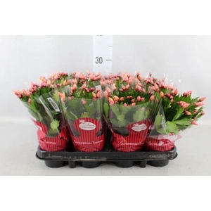 Schlumbergera   ...