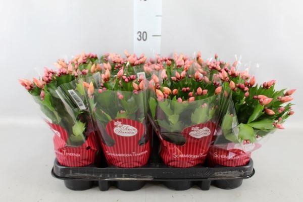 <h4>Schlumbergera   ...</h4>
