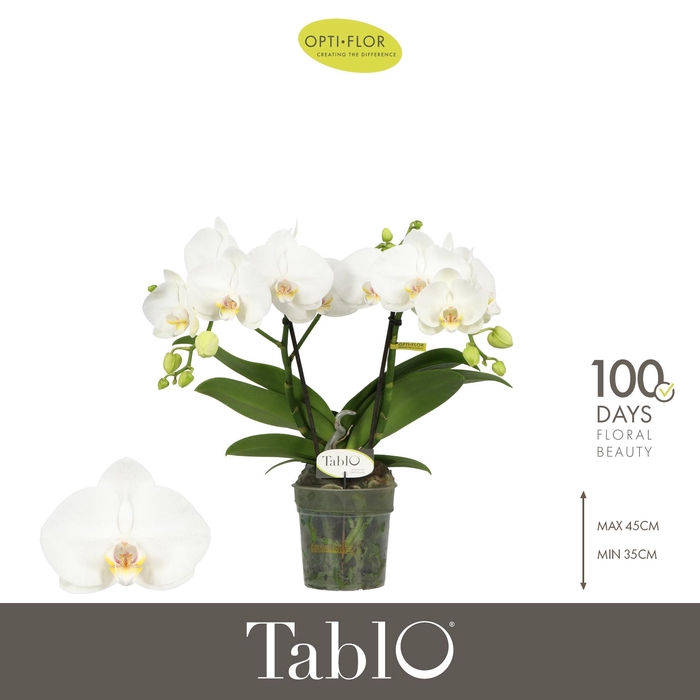 <h4>PHAL OPTI TABLO CHAMPAGNE 2 SPIKE</h4>