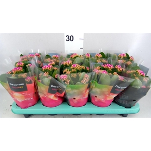 Kalanchoe blos. 'Serenity Softpink'