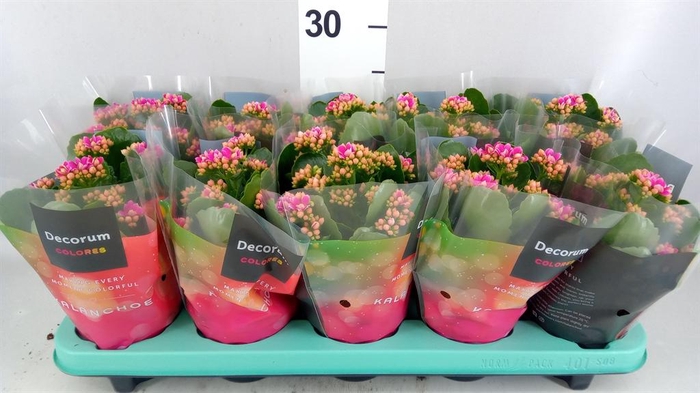 <h4>Kalanchoe blos. 'Serenity Softpink'</h4>