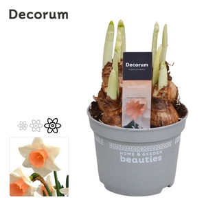 Narcis Peaches and Cream
