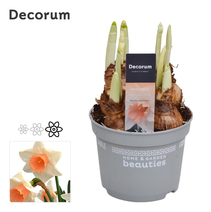 <h4>Narcis Peaches and Cream</h4>