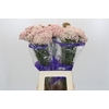 Ozothamnus Cooks Pink