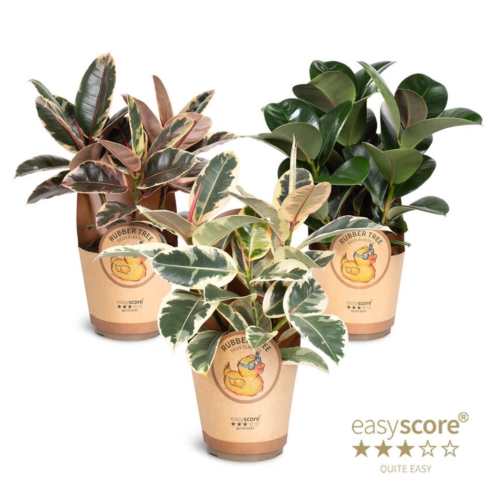 <h4>FICUS ELASTICA P17 PAPER</h4>