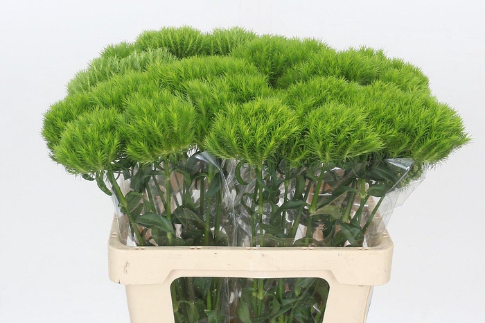 <h4>Dianthus Br Kiwi Mellow</h4>