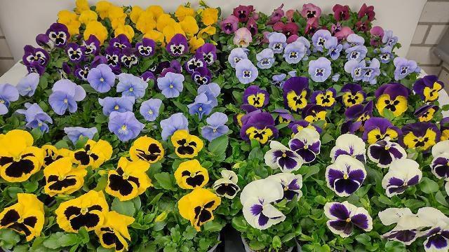 <h4>VIO F1 HYBR MIXK</h4>