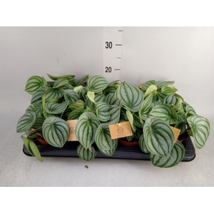 Peperomia argyreia