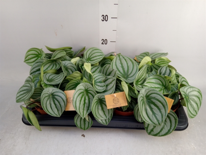 <h4>Peperomia argyreia</h4>