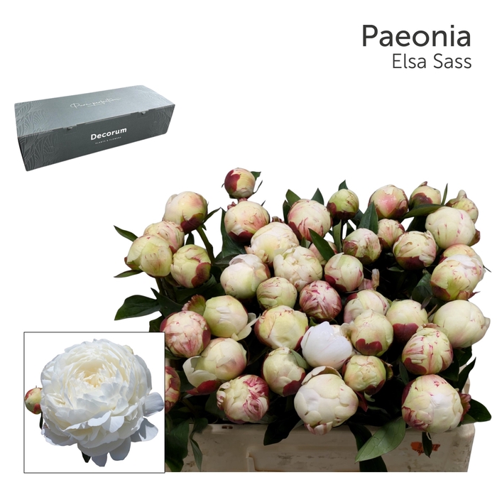 <h4>PAEO L ELSA SASS Big Box 80</h4>
