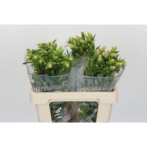 Campanula Medium Campana Pink